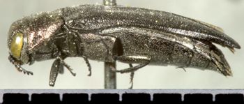 Media type: image;   Entomology 2125 Aspect: habitus lateral view